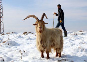 Erken yağan kar, besicileri hazırlıksız yakaladı