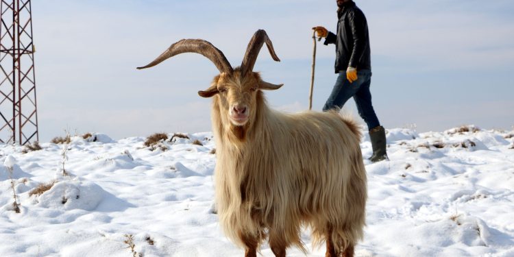 Erken yağan kar, besicileri hazırlıksız yakaladı Erken yağan kar, besicileri hazırlıksız yakaladı