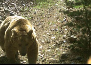 Arkadaş, yiyecek bulmak için 141 günde bin 33 kilometre yol kat etti