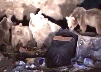 ‘Ayıları yerleşim alanlarına alıştırmayın’