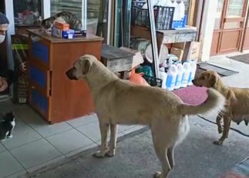 Bakkal, 20 sokak hayvanına bakıyor