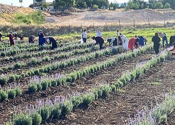 Batman’da ‘yetişmez’ denildi, simdi Hollanda’ya ihraç ediliyor