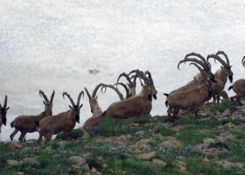 HDP’li Aydemir’den avlanan dağ keçilerine ilişkin soru önergesi