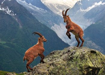 Dersim’de dağ keçisini vurma izni tepkiler ardından iptal edildi