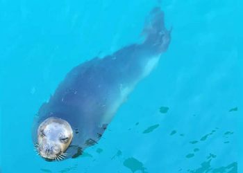 Nesli tehlike altındaki Akdeniz foku Finike’de görüntülendi