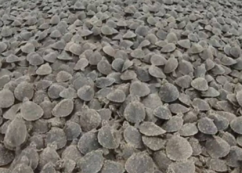 Amazon kıyılarını kaplumbağalar kapladı