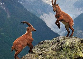 50 dernek ve federasyondan avlanmaya ‘dur’ çağrısı