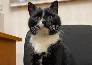 Rusya’da atık artıma tesisinde bulunan kedi, ‘Çevre Bakanı Yardımcısı’ oldu