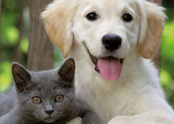 PTT 40 bin kedi köpek kovucu cihaz satın aldı