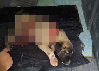 Boğazı ve karnı kesilen köpek kurtarılamadı