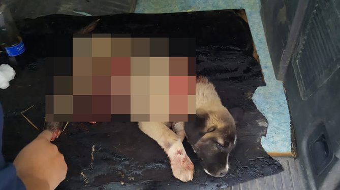 Boğazı ve karnı kesilen köpek kurtarılamadı