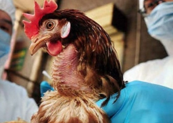 Japonya’da 44 bin kümes hayvanı itlaf edilecek