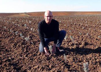 Kuraklık buğdayı tahtından etti