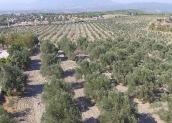 Bozulan maden sahalarına 10 milyon ağaç