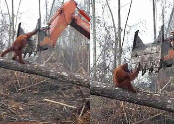 Palm yağının alternatifi, yağmur ormanlarını kurtarabilir