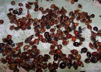 Uğur böcekleri Rize’yi istila etti!