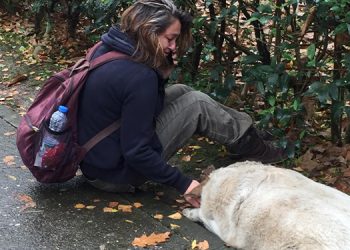 ‘Sokak köpekleri uyuşturucu iğneyle telef edildi’ iddiası