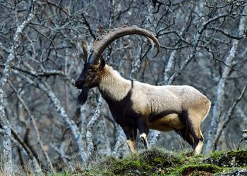 ‘Tetiğe değil, denklanşöre basın’