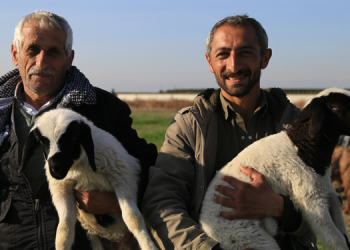 Yem fiyatları besicilerin belini büktü