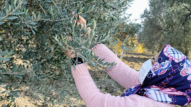 Salgın rağbeti artırdı: 10 gramı 10 TL