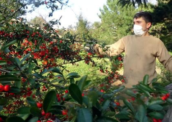 Ateş dikeni ağacı meyveleri yaban hayvanları için toplanıp, ormanlara dikiliyor