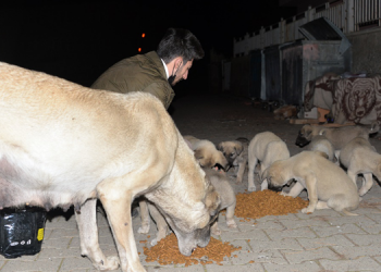 Kısıtlamada sokak sokak gezerek hayvanları besliyor
