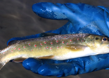 Nesli tükenme tehlikesi olan kırmızı benekli alabalıkta kaçak avcılık uyarısı