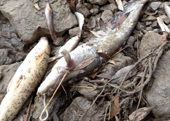 Yeşilırmak’ta balıklar kıyıya vurdu