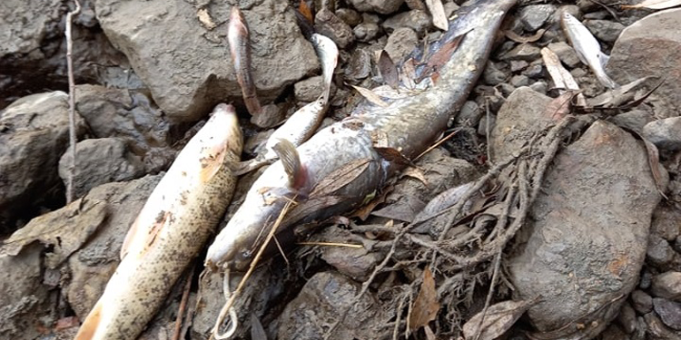 Yeşilırmak’ta balıklar kıyıya vurdu Yeşilırmak’ta balıklar kıyıya vurdu