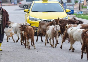 ‘Şehirdeki çoban’ Menşure Teyze