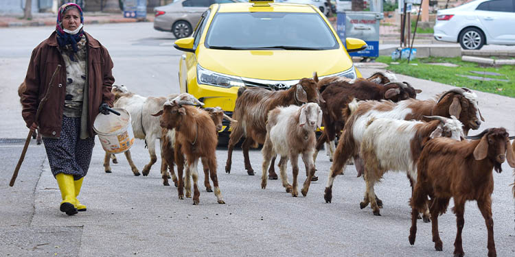 ‘Şehirdeki çoban’ Menşure Teyze ‘Şehirdeki çoban’ Menşure Teyze
