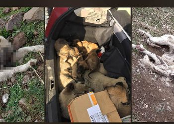 Yüzlerce hayvan ölüme terk edildi