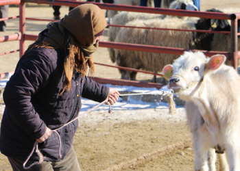 Tarım ve hayvancılık can çekişiyor: Yasaklar kalksın