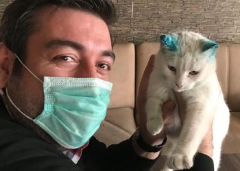 Kulakları kesilen kediye hayvanseverler sahip çıktı