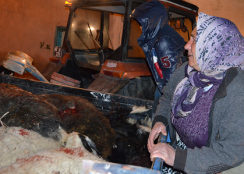 Koyunlarının öldüğünü gören gelin ve kayınvalide, şoke oldu