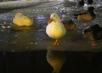 Kuğulu Park buz tuttu