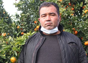 Sanayi sitesi için 60 bin narenciye ağacı kesilecek