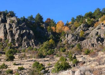 Ormanları arsa ofisine dönüştürmeyin!