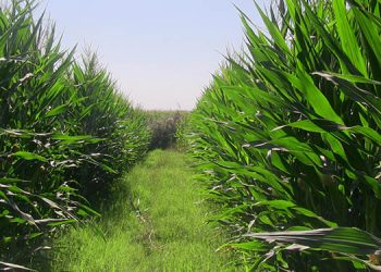 ‘Kendi tohumlarımızla toprağımızı işleyelim’