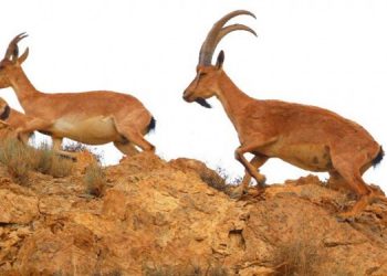 Bingöl’de yaban keçisi avlama ihalesi iptal edildi