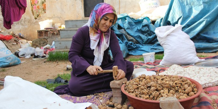 Markette 100 lira olan ceviz içinin kilosunu bir lira 60 kuruşa kırıyor Markette 100 lira olan ceviz içinin kilosunu bir lira 60 kuruşa kırıyor
