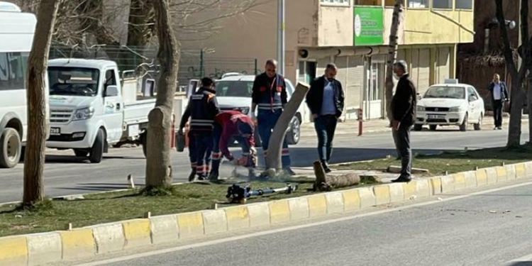 Kayyım 20 yıllık ağaçları kesti Kayyım 20 yıllık ağaçları kesti