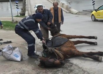 İnsanlık yere düştü!