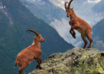 ‘Dağ keçilerin avlanmaması için caydırıcı önlemler alınmalı’