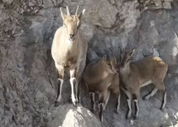 Tecer Dağı’nda dağ keçileri dronla görüntülendi