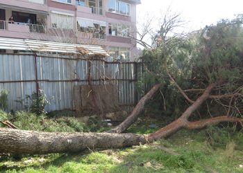 Kadıköy’de fıstık çamı gerginliği; Mahalleli tepki gösterdi, ağacı kesenler kaçtı