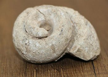 Adıyaman’da 70 milyon yıllık salyangoz fosili bulundu