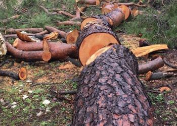 Ahatlı Köylülerinin kızılçam isyanı: Köyümüzün ormanı yok oluyor!