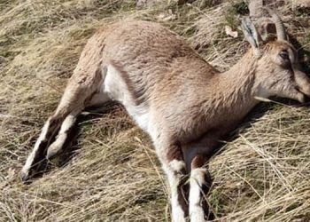 Tunceli’de, koruma altındaki 7 yaban keçisi ölü bulundu