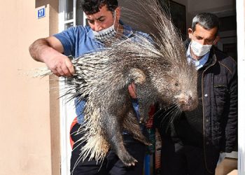 Şırnak’ta oklu kirpi bulundu